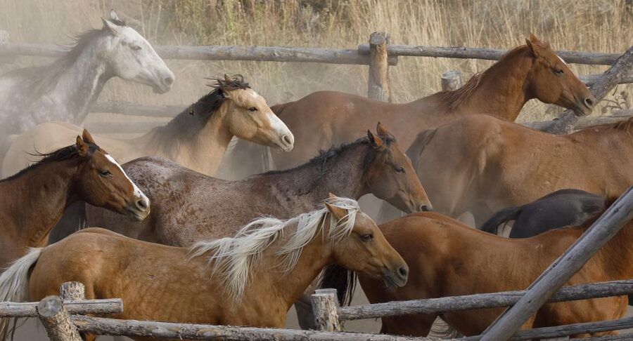 Jackson Hole: Bridger-Teton National Forest Horseback Ride - Where the Grand Tetons Really Show Up, and How Photo Stops Work