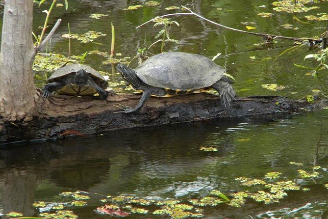 Jean Lafitte 90-Minute Swamp and Bayou Boat Tour - Why This Jean Lafitte Bayou Ride Feels Easy From New Orleans