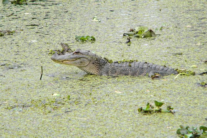 Jean Lafitte 90-Minute Swamp and Bayou Boat Tour - Boarding The Restroom-Equipped Pontoon (And What The 90 Minutes Feels Like)