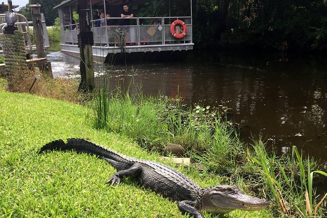 Jean Lafitte 90-Minute Swamp and Bayou Boat Tour - Getting To 6601 Leo Kerner Pkwy And Redeeming Your e-Voucher