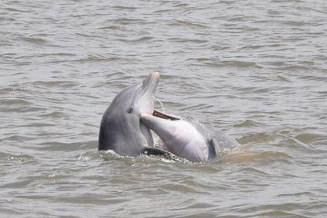 Jekyll Island Dolphin Tours - Jekyll Island Dolphin Tours at a glance