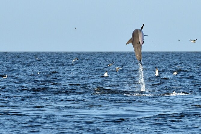 Jekyll Island Dolphin Tours - Price and what you are really getting for $45