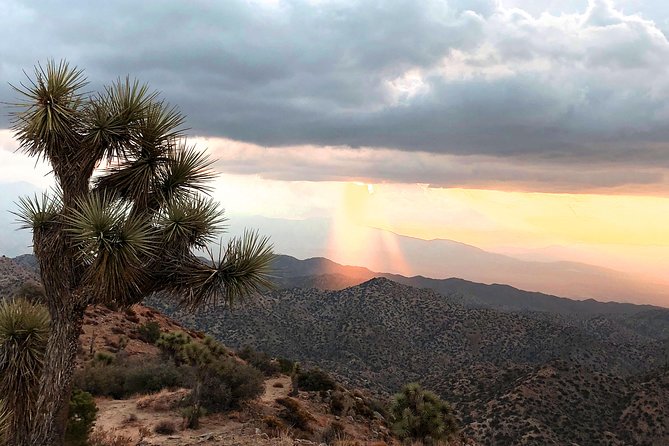 Joshua Tree National Park Scenic Tour - Stop 4: Barker Dam Trail, petroglyphs, old water, and wildlife