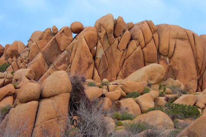 Joshua Tree National Park Scenic Tour - How the tour is paced, and why half-day can be perfect