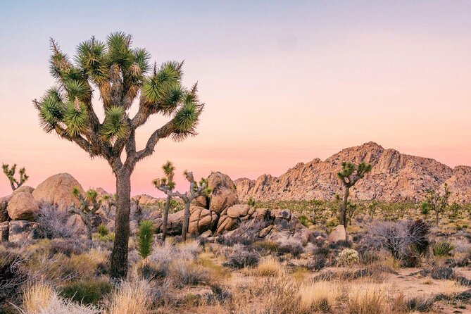 Joshua Tree National Park Self-Guided Driving Audio Tour - Key points before you go