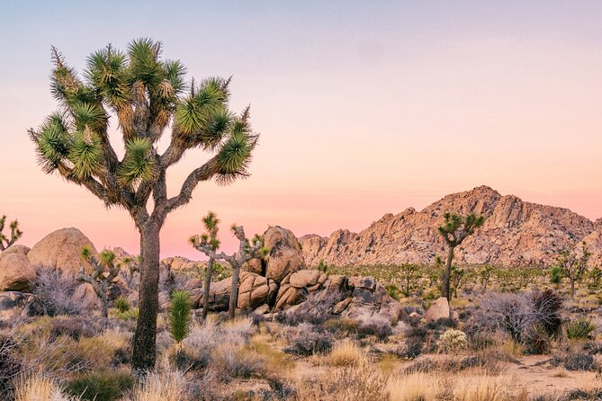Joshua Tree National Park Self-Guided Driving Audio Tour - Joshua Tree by car: what this self guided route gives you