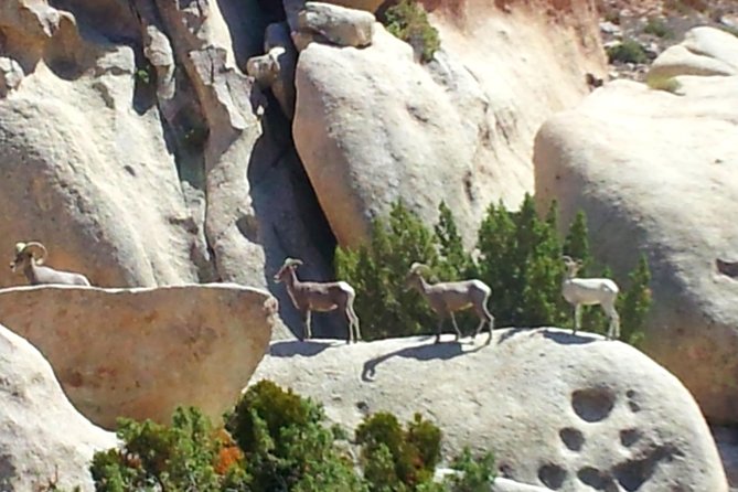 Joshua Tree Open Air Hummer Adventure - Wildlife and Desert Life: Keep Your Eyes Peeled