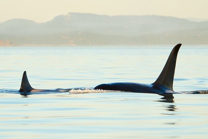 Juneau Wildlife Whale Watching - On the Water: Heated Cabins, Outdoor Decks, and Real Comfort