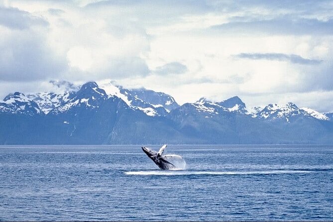Juneau Wildlife Whale Watching - Price and Value: $177.45 for a Cruise-Grade Whale Hunt