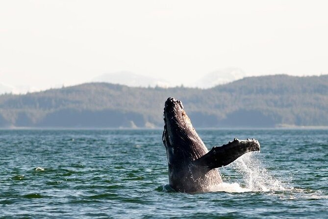 Juneau Wildlife Whale Watching & Mendenhall Glacier - Price and Value: Is $249 a Fair Deal?