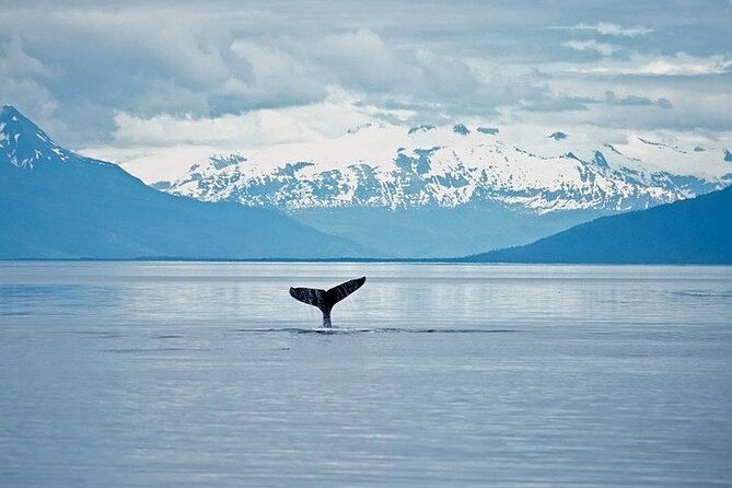 Juneau Wildlife Whale Watching & Mendenhall Glacier - Who Should Book This Tour, and Who Might Think Twice