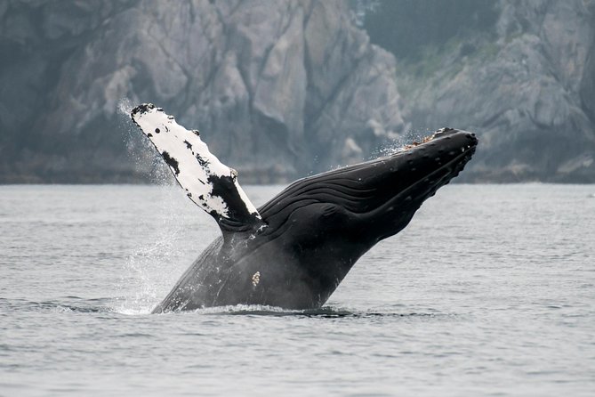 Juneau Wildlife Whale Watching & Mendenhall Glacier - The Whale-Watching Cruise: How the Boat Setup Helps You Spot Wildlife