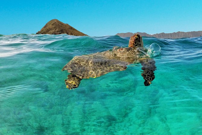 Kailua 2-Hour Guided Kayaking Excursion, Oahu - The Flat Island Stop: Where the Guided Part Pays Off
