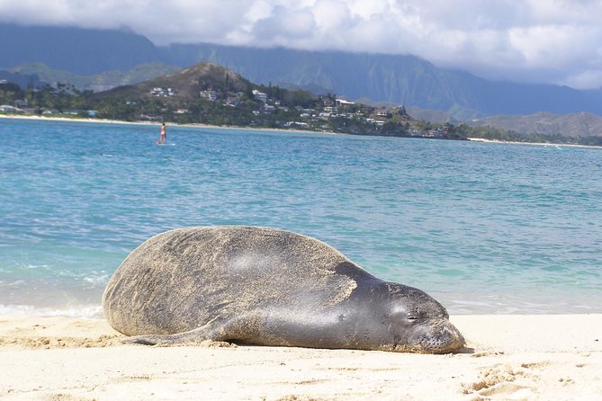 Kailua Bay, Oahu: Epic Kayak and Snorkel to Islands - Stop-by-stop: paddling Kailua to Lanikai’s waterline