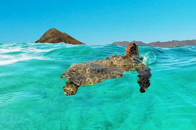 Kailua Bay, Oahu: Epic Kayak and Snorkel to Islands - Snorkeling with turtles: good odds, weather-dependent reality