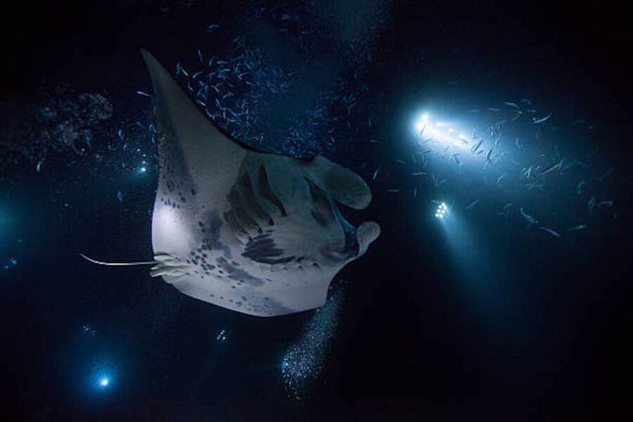 Kailua-Kona: Manta Ray Watching Nighttime Boat Trip - Key Things That Make This Kona Manta-Ray Trip Work