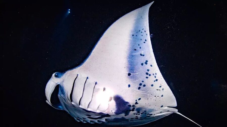 Kailua-Kona: Manta Ray Watching Nighttime Boat Trip - Nighttime Manta Rays Feel Personal in Kona Waters