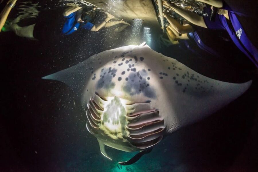 Kailua-Kona: Manta Ray Watching Nighttime Boat Trip - What You Learn While You Watch Mantlas Glide