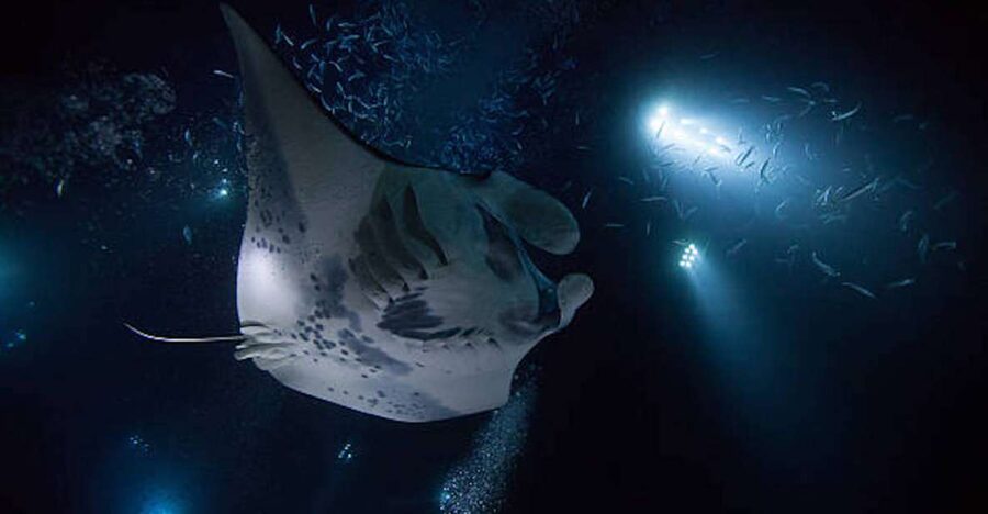 Kailua-Kona: Manta Ray Watching Nighttime Boat Trip - Catamaran at Night: The Ride Out From Honokohau
