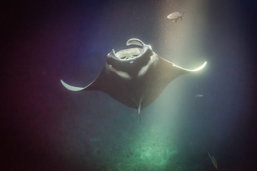 Kailua Kona: Night Manta Ray Adventure on the Big Island - What to Bring (So You Stay Comfortable After the Water)