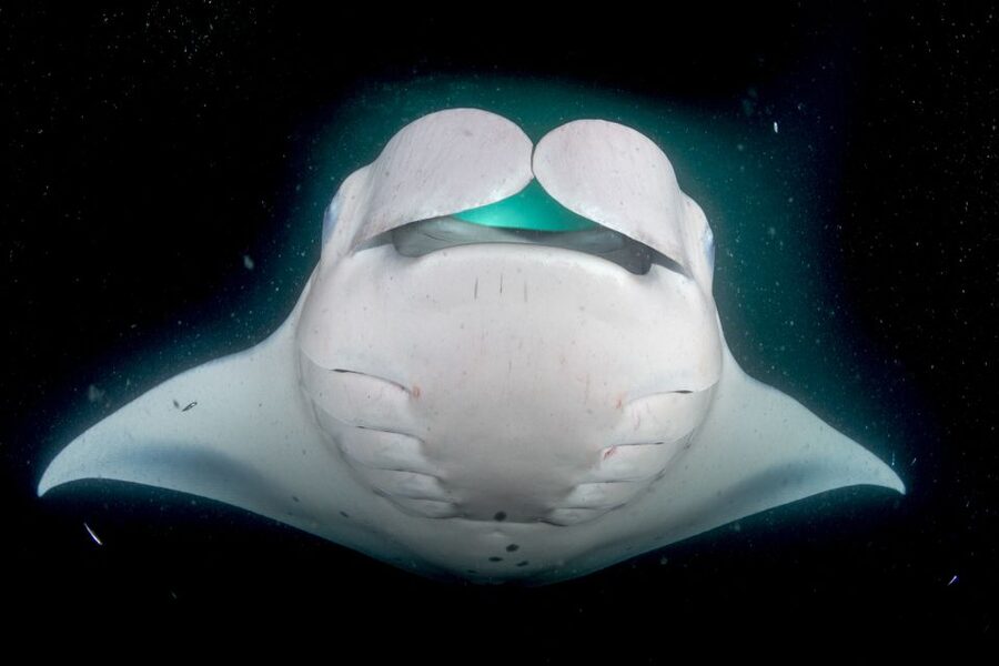 Kailua Kona: Night Manta Ray Adventure on the Big Island - Snorkel Setup: Wet Suit Tops, Float Support, and Crew Help