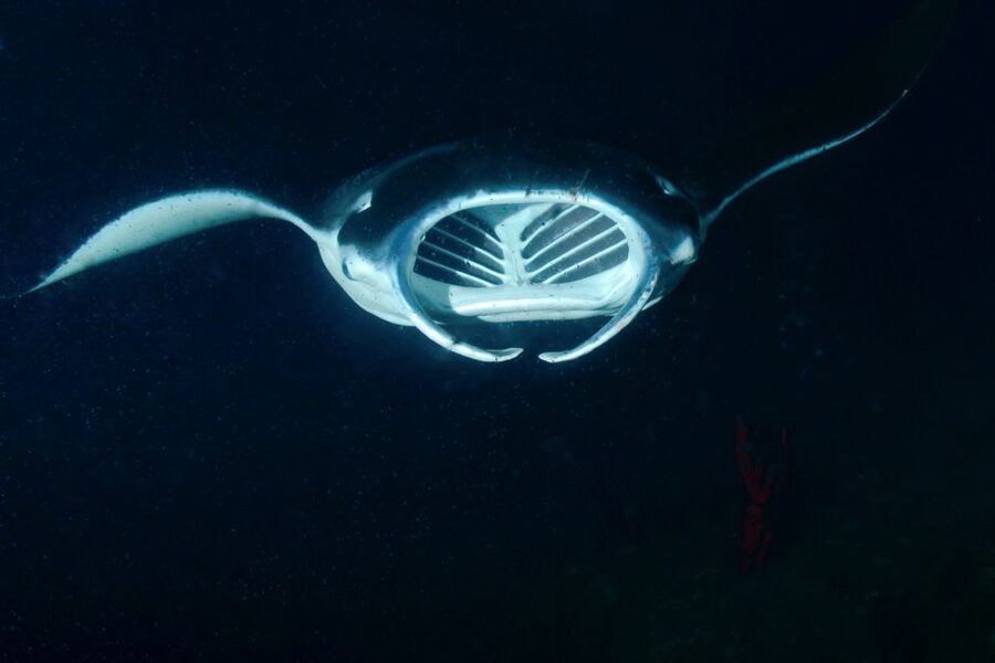 Kailua Kona: Night Manta Ray Adventure on the Big Island - The Manta Ray Experience: What You’re Really Watching Under the Lights