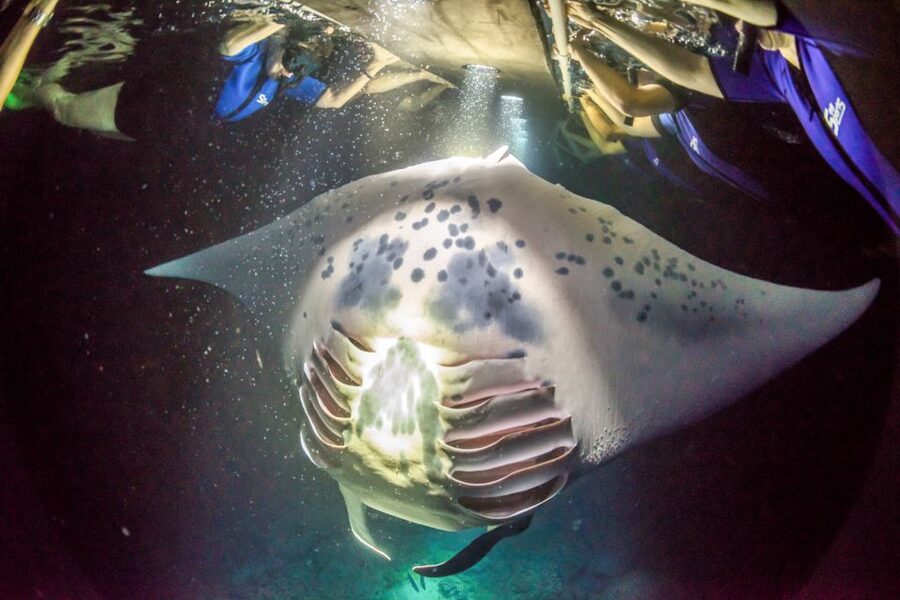 Kailua Kona: Night Manta Ray Adventure on the Big Island - The Crew and Safety Style That Gets Consistent Praise