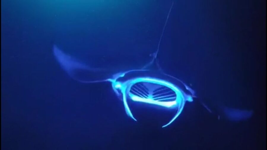 Kailua Kona: Night Manta Ray Adventure on the Big Island - Who This Night Manta Ray Tour Fits Best