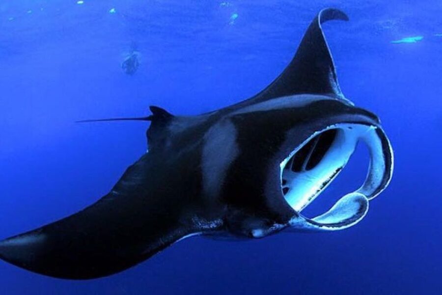 Kailua Kona: Night Manta Ray Adventure on the Big Island - The 150 Minutes: A Clear Timeline You Can Plan Around