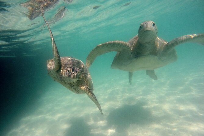 Kaneohe Sandbar Snorkeling Tour - 2nd Tour - Snacks, Soft Drinks, and That Cooler Question
