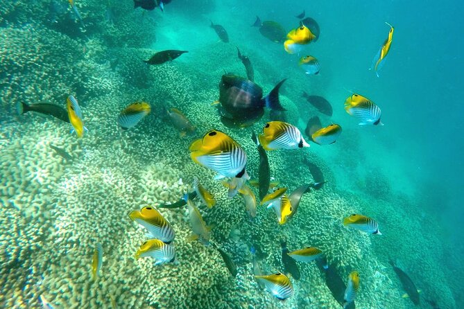 Kaneohe Sandbar Snorkeling Tour - 2nd Tour - Group Size, Comfort, and Safety in the Real World