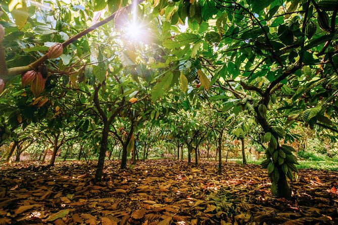 Kauai Chocolate Farm Tasting Tour - The cacao lesson: from tree pod to chocolate bar