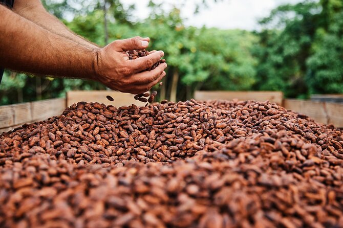 Kauai Chocolate Farm Tasting Tour - The guide makes the difference: who you’ll learn from