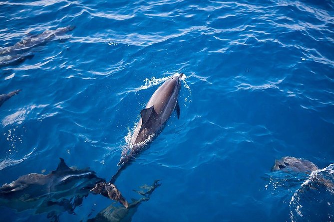 Kauai: Na Pali Sunset & Sightsee Boat Tour - Snorkeling Rules You Should Know Before You Count on Them