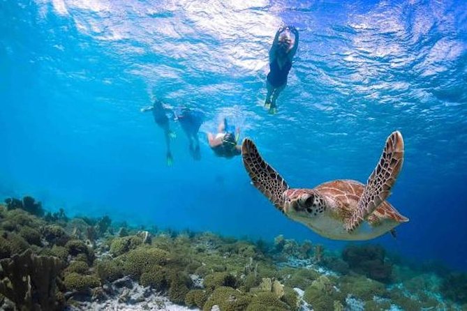 Kauai’s Ultimate Guided Shore Snorkel in South Poipu - Why South Poipu shore snorkeling feels more personal than big tours
