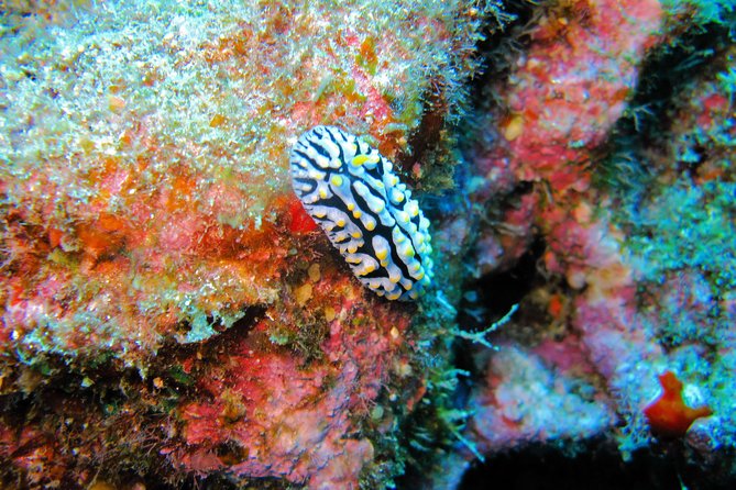 Kauai’s Ultimate Guided Shore Snorkel in South Poipu - Gear, flotation, and comfort tricks that make beginners feel safe