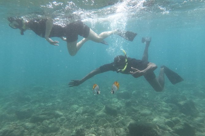 Kauai’s Ultimate Guided Shore Snorkel in South Poipu - Following wildlife rules in Poipu waters, including the 50-foot distance