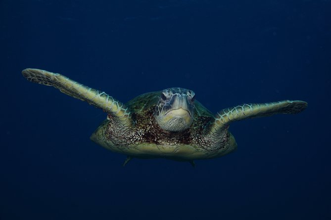 Kauai’s Ultimate Guided Shore Snorkel in South Poipu - Who this snorkel tour fits best, and who should skip it