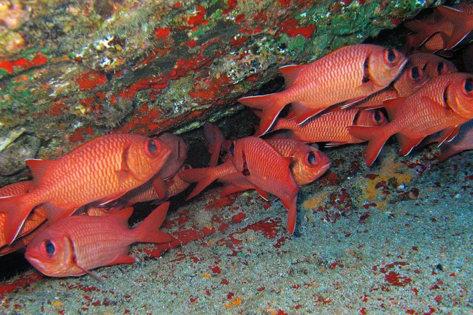 Kauai’s Ultimate Guided Shore Snorkel in South Poipu - Should you book Kauai’s Ultimate Guided Shore Snorkel in South Poipu?