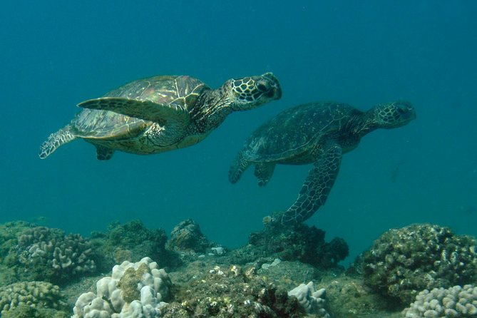 Kauai's Ultimate South Island Zodiac Boat Snorkel Adventure - Snorkel session 2: more wildlife chances, more reef variety
