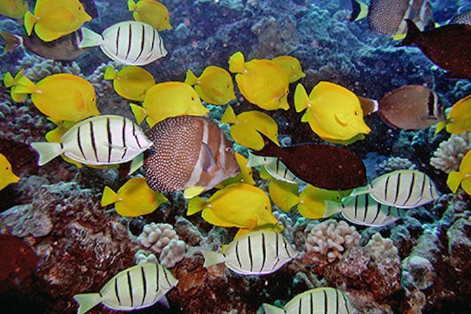 Kauai's Ultimate South Island Zodiac Boat Snorkel Adventure - Zodiac ride comfort: fast, fun, and seat choice matters