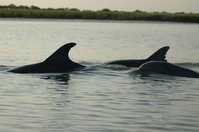 Kayak With Dolphins in Historic Shem Creek - Coastal Expeditions check-in on Mill Street, gear up, then go easy