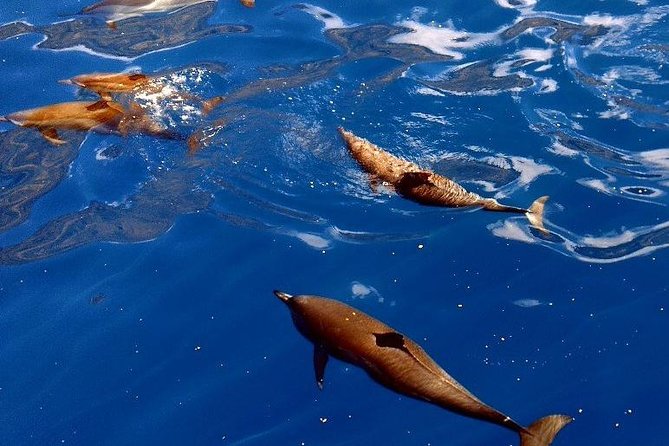 Kealakekua Bay (Captain Cook Monument) Snorkel and Sail Adventure - Kealakekua Bay marine sanctuary: snorkel time around the Captain Cook Monument