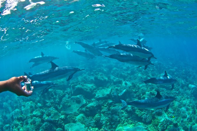 Kealakekua Bay Snorkeling Tour - 4 hour Kona Zodiac Adventure - Captain Cook monument and the state park story from the water