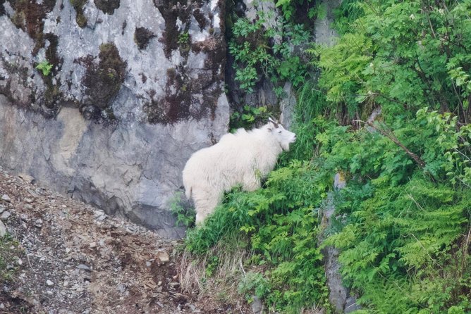 Kenai Fjords and Resurrection Bay Half-Day Wildlife Cruise - Key things to know before you go