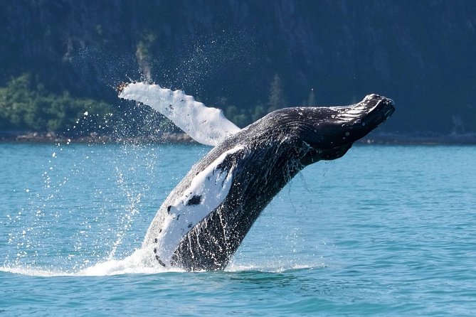 Kenai Fjords and Resurrection Bay Half-Day Wildlife Cruise - Inside or outside seats, staying warm, and motion sickness plans that actually help
