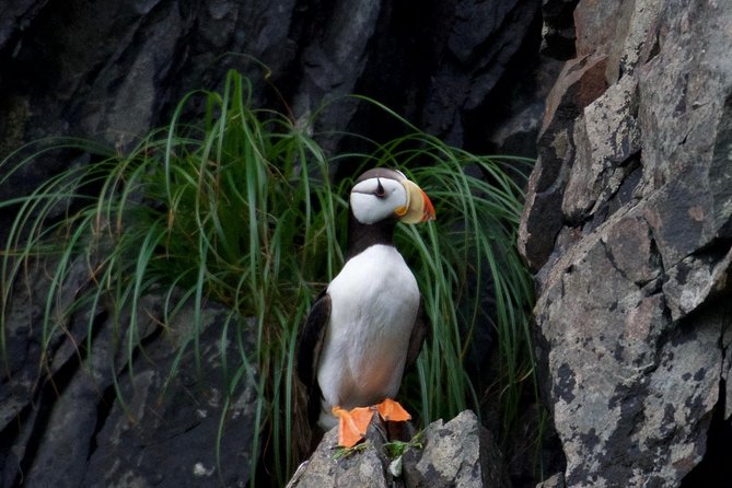 Kenai Fjords and Resurrection Bay Half-Day Wildlife Cruise - How the crew helps you see more wildlife without getting stuck