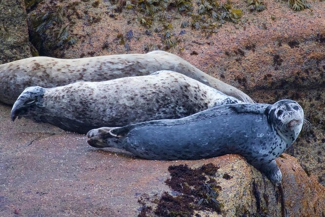 Kenai Fjords and Resurrection Bay Half-Day Wildlife Cruise - Who this Seward cruise is best for