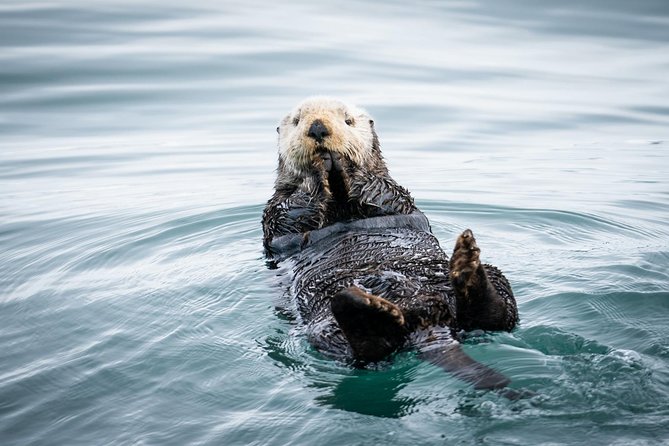 Kenai Fjords National Park Glacier & Wildlife Cruise - Key things I’d focus on