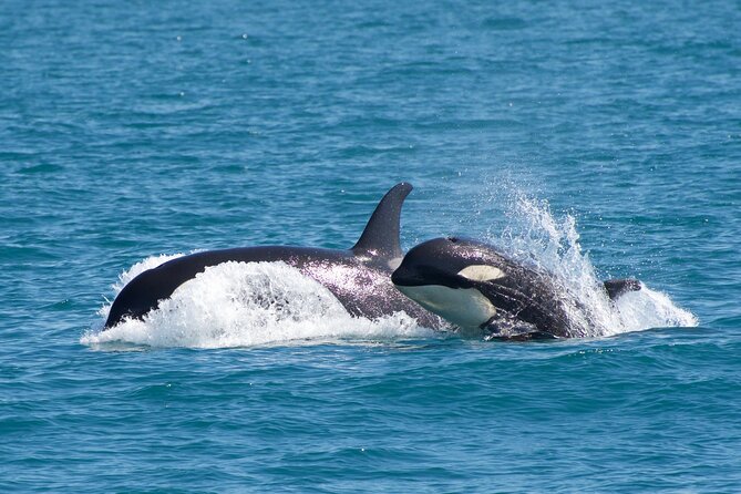 Kenai Fjords National Park Glacier & Wildlife Cruise - What to wear, plus camera and motion sickness tips that actually help
